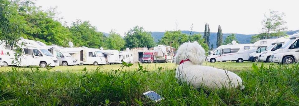 Camping In Clisura Dunarii Ieşelniţa Eksteriør billede